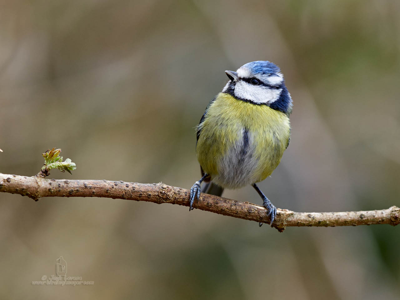 Eurasian Blue Tit (Cyanistes caeruleus), Alton Water, Suffolk