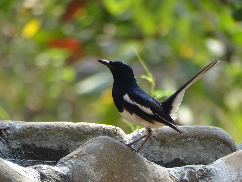v33